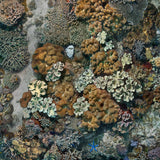 "Apo Island Coral"
