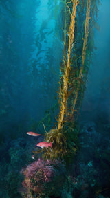 "California Giant Kelp"