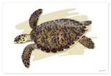 "Juvenile Hawksbill Turtle"