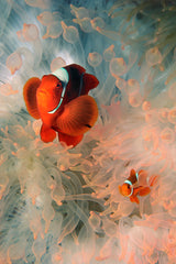 "Spinecheek Clownfish"