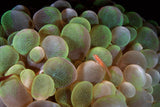"Goby on Bubble Coral"