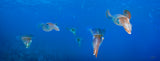 "Reef Squid Squadron" 14X36 Limited Edition Satin