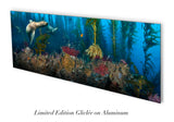"San Clemente Sea Lions" 14X36 Exhibition Print Satin