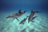 "Pod of Atlantic Spotted Dolphins"